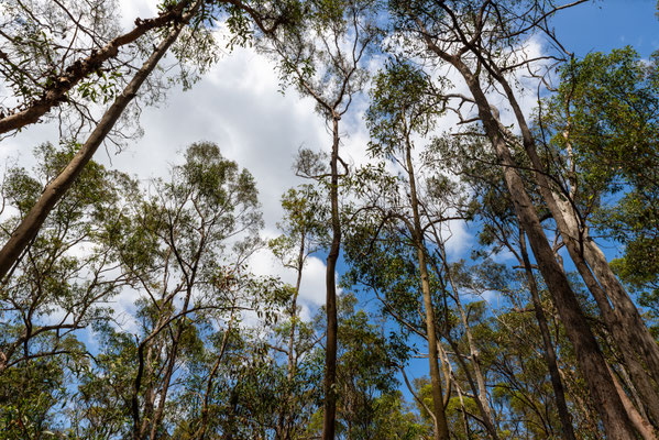 Mount Coot-tha Summit Track - Wo ist der Koala?