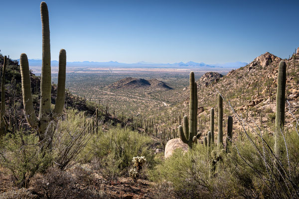 Saguaro National Park West - Hugh Norris Trail