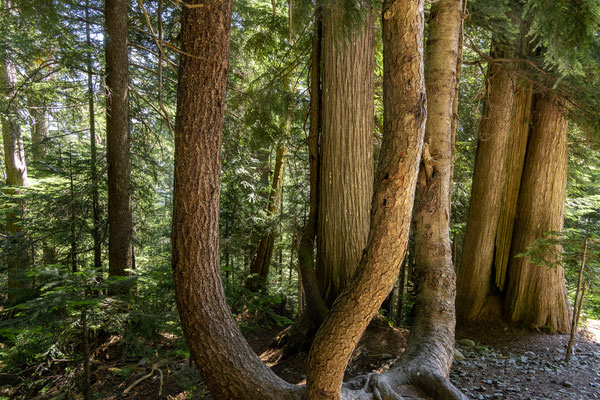 Cypress Provincial Park