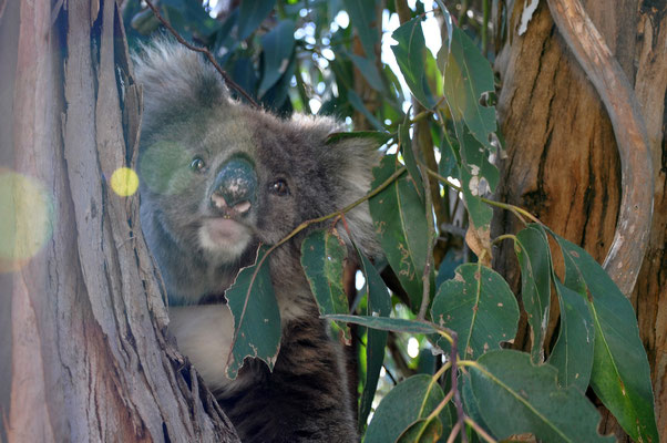 Tiere in Australien - Koala