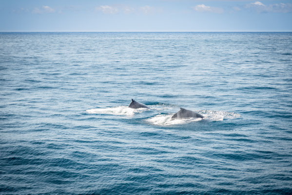 Whale Watching in Brisbane