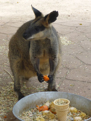 Featherdale Wildlife Park