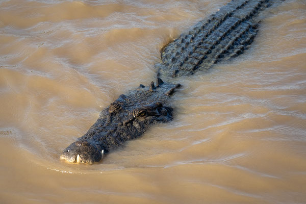 Jumping Crocodile Tour / Adelaide River