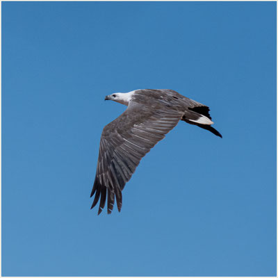 Bird Observatory an der Roebuck Bay - Weissbauch-Seeadler