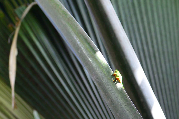 Vallée de Mai - kleiner Gecko