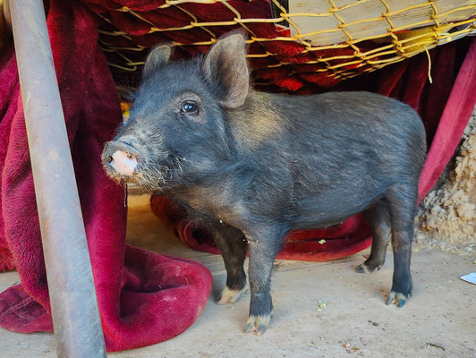 Opalton - Besuch bei Aaron - das Schweinchen 'Sally'