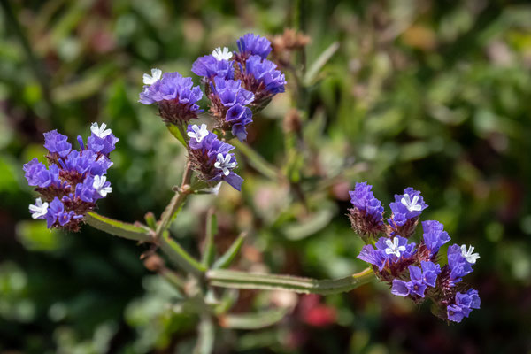 die Bucht von Yallingup - Wildblumen