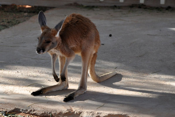 Josephine's Bar - Baby-Kangaroo