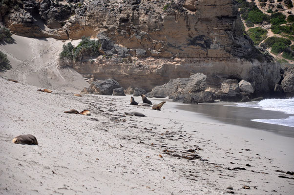 Seal Bay - Seerobbenkolonien am Strand