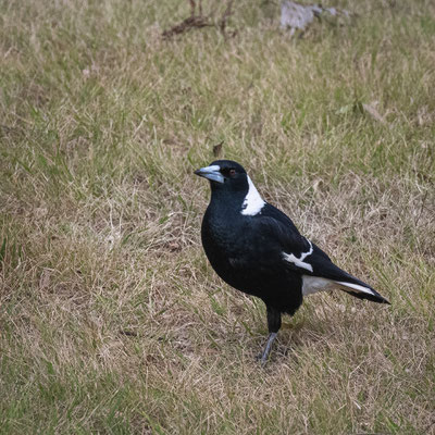 Magpie, die australische Elster