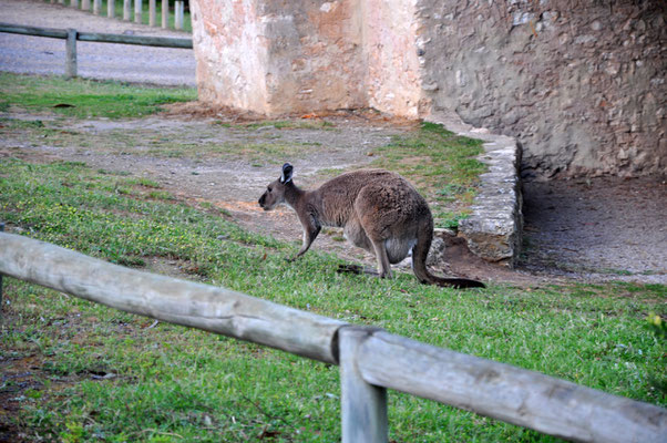 Newland Head Conservation Park - Kängurus auf dem Campingplatz