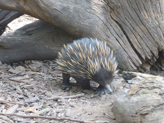 Featherdale Wildlife Park - Echidna