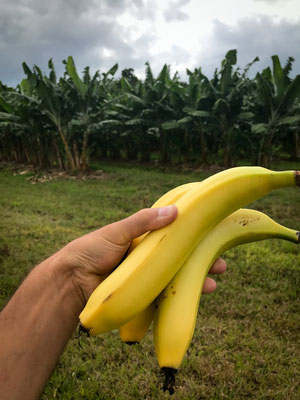 bevor wir von hier abreisen: noch einmal Bananen direkt von der Plantage