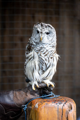 Capilano Suspension Bridge Park - Raptors Ridge
