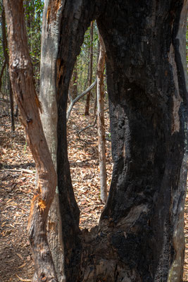 Mount Coot-tha - Simpson Falls Track
