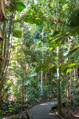 Dubuji Walk (Daintree National Park) - hier suchen wir die Drachen...