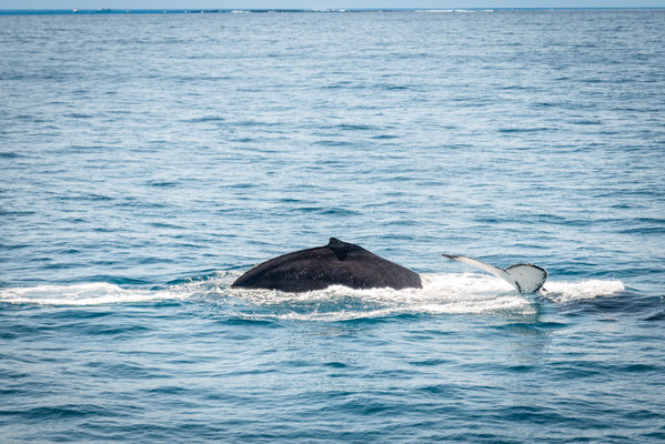 Whale Watching in Brisbanee