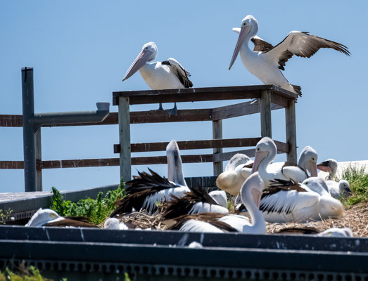 Penguin Island, Rockingham - Pelikane mit Jungen