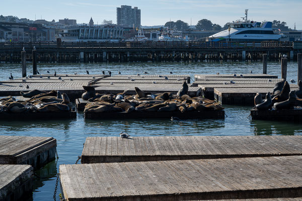 Fisherman's Wharf, San Francisco - Pier 39