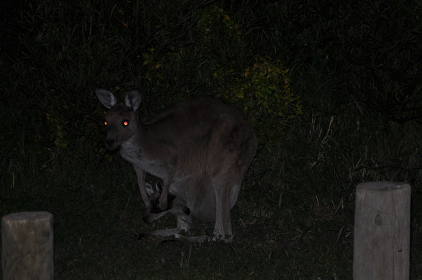 Newland Head Conservation Park - Kängurus auf dem Campingplatz