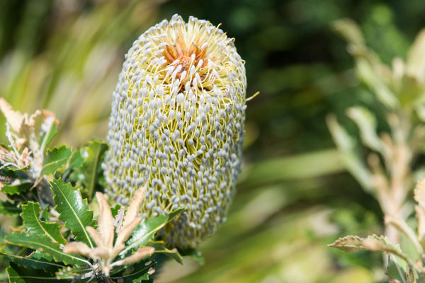 Royal National Park - Flora