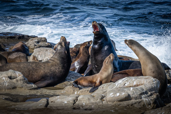 La Jolla, San Diego