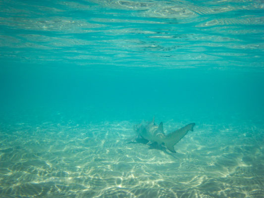 Hill Inlet - Whitehaven Beach - Zitronenhai