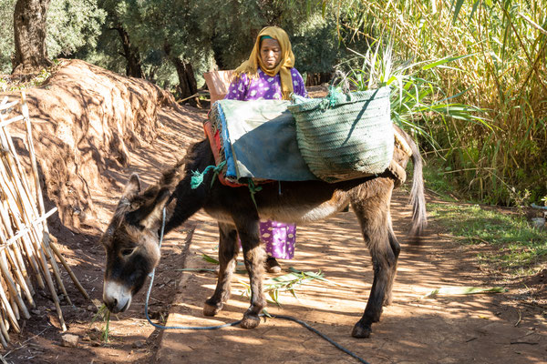 Marrakesch - Cascades d'Ouzoud - vor dem Abstieg zu den Fällen