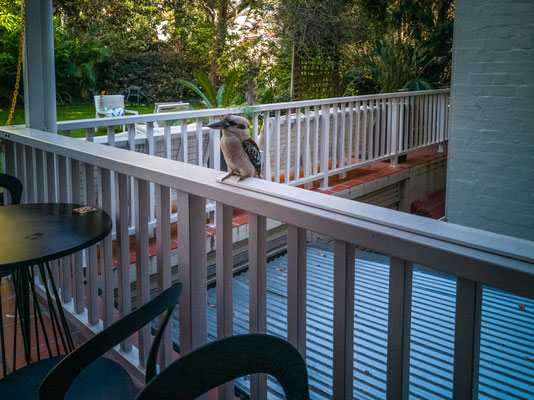 Glenferrie Lodge, Sydney - Besuch eines Kookaburras