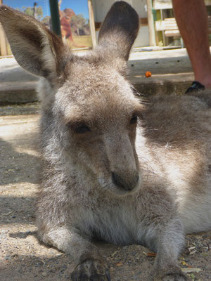 Featherdale Wildlife Park