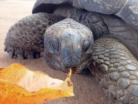 Riesen-Landschildkröte beim Früchtestand