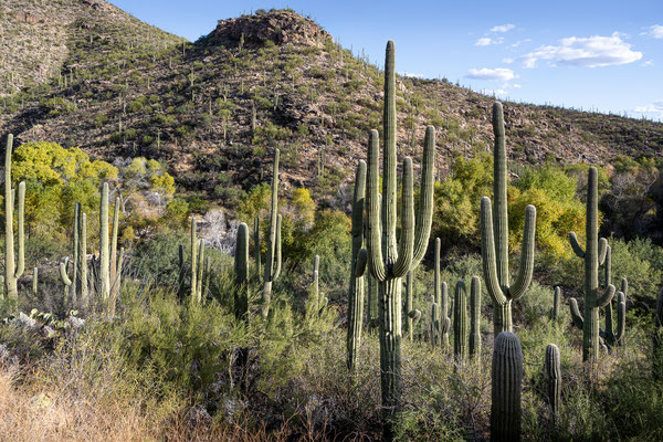 Sabino Canyon - Upper Sabino Road