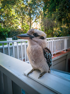 Glenferrie Lodge, Sydney - ein Kookaburra