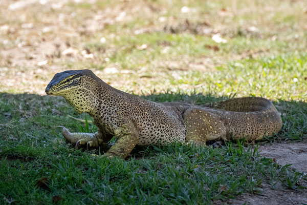 Hell's Gate Roadhouse - der Goanna