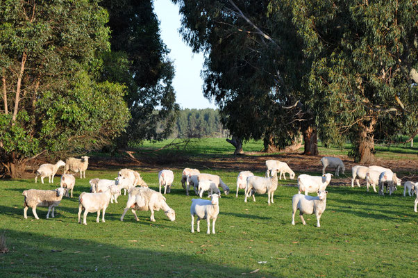 Kangaroo Island Caravan Park - Schafherde beim Platz