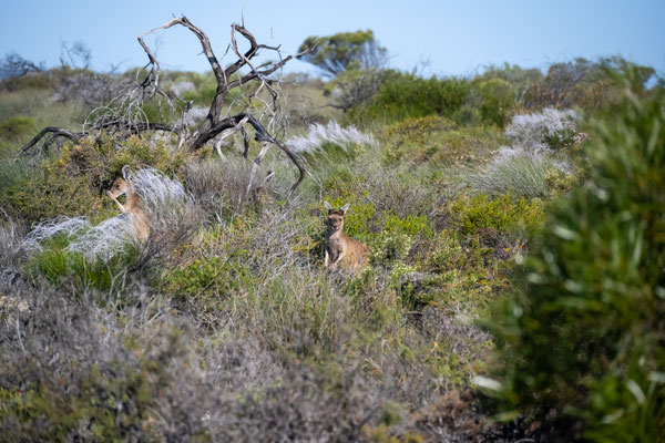 Kalbarri Nationalpark - Hawks Head Lookout - wir werden beobachtet