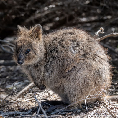 Rottnest Island - Quokkas am Morgen