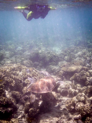 Schnorchel-Tour mit 'Ocean Safari', Cape Tribulation