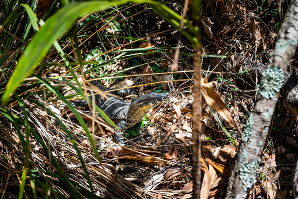 Mount Coot-tha Summit Track - ein Goanna!