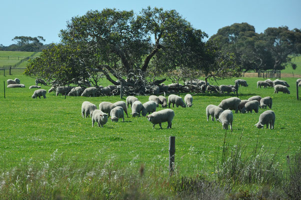 Unterwegs auf Kangaroo Island - Nach Stokes Bay und Emu Bay