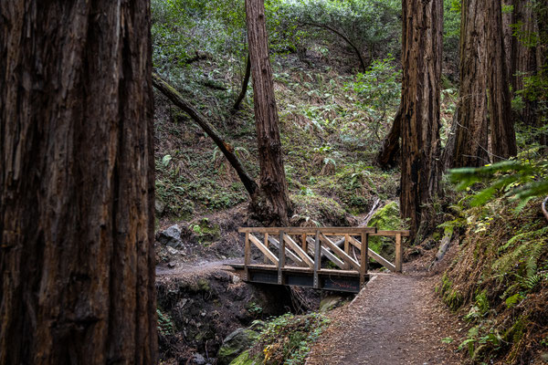 'Muir Woods National Monument' 