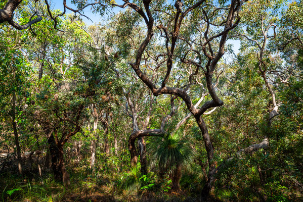 Noosa Heads National Park - Tanglewood Track