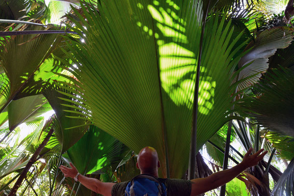 Vallée de Mai - unglaublich grosse Palmenblätter