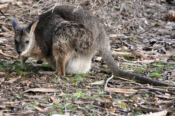 Kangaroo Island Caravan Park - Wallabie