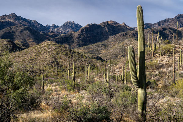 Sabino Canyon - Upper Sabino Road