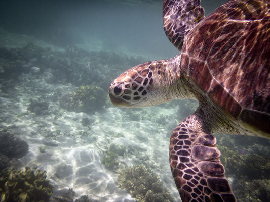 Schnorchel-Tour mit 'Ocean Safari', Cape Tribulation