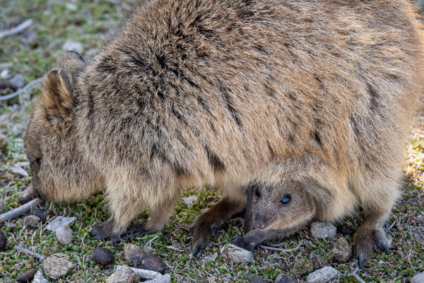 Rottnest Island - Quokkas am Nachmittag