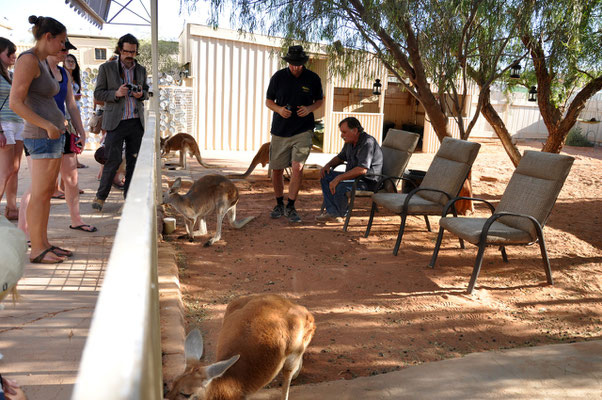 Josephine's Bar - Kangaroos