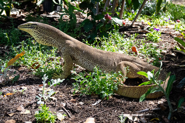 Hell's Gate Roadhouse - der Goanna im Garten