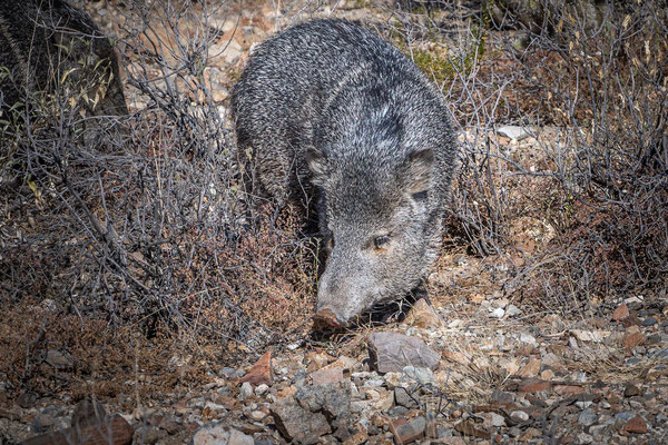 Sonora Desert Museum, Tucson - Javelina